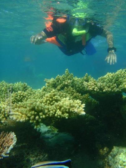 Backyard Adventure-Underwater world